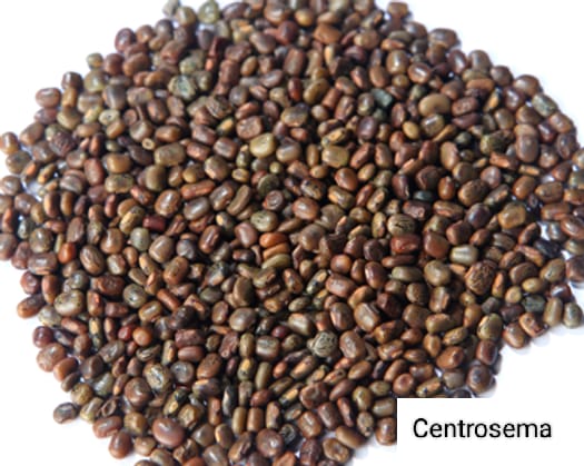Seed